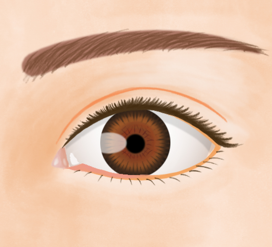 目の大きさと眼球の大きさの関係性