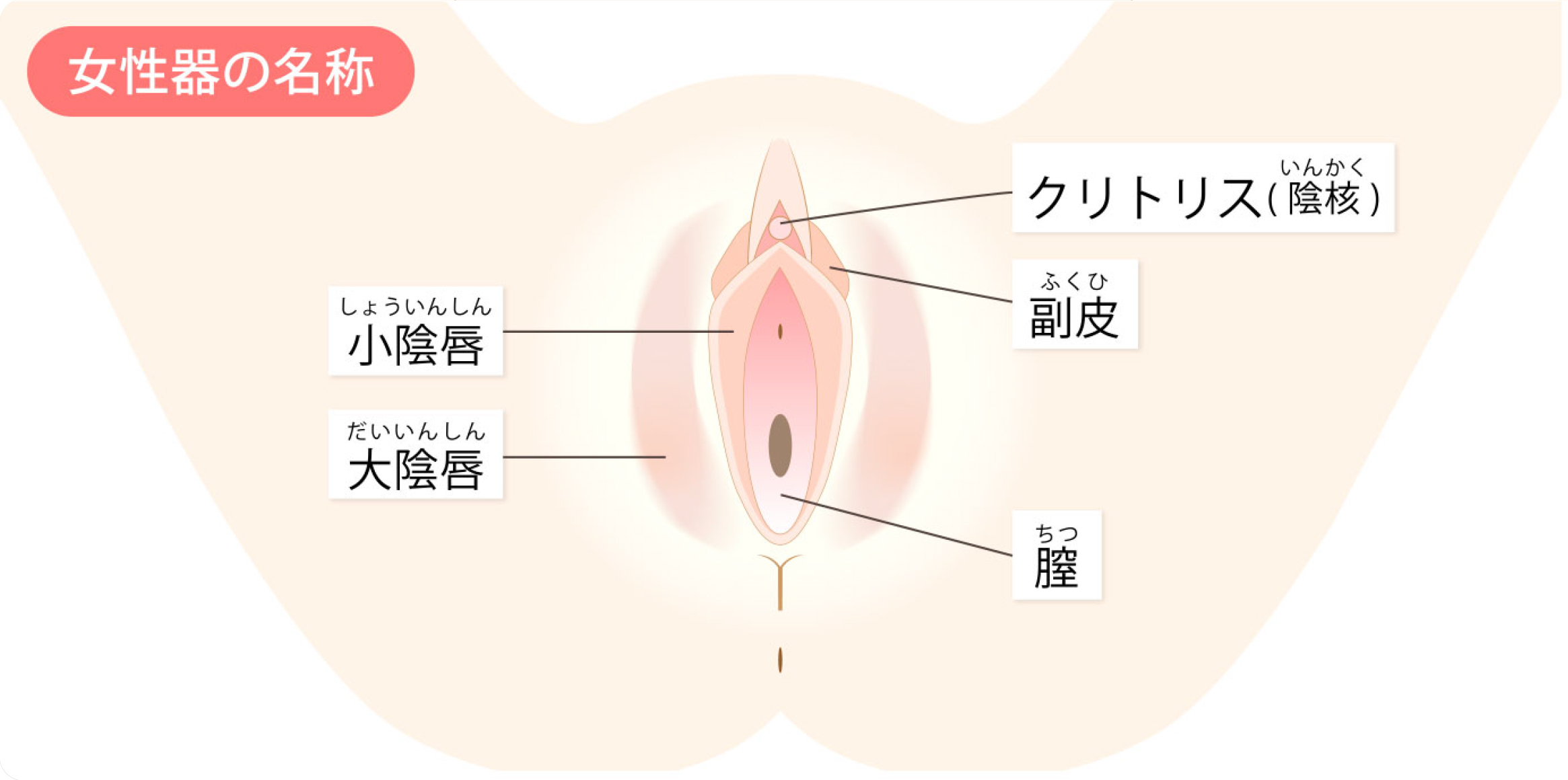 婦人科形成とは？