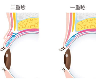 二重まぶたの仕組みとは？静岡で二重埋没法なら